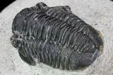 Gerastos Trilobite Fossil - Morocco #87570-4